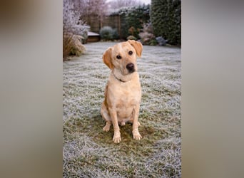 Nacho auf Pflegestelle in in 88273 Fronreute sucht sein Zuhause