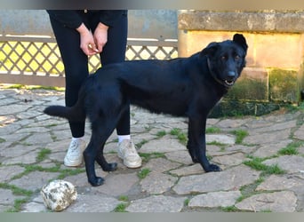 freundliche Zoe sucht ihr Zuhause für immer