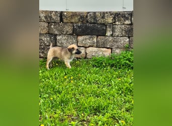 süßer Kalle sucht sein Zuhause