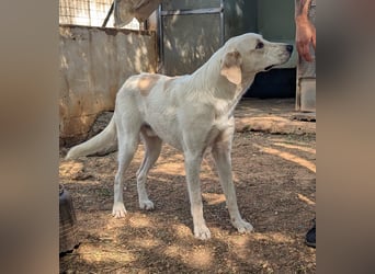 liebster Mister sucht sein Zuhause für immer