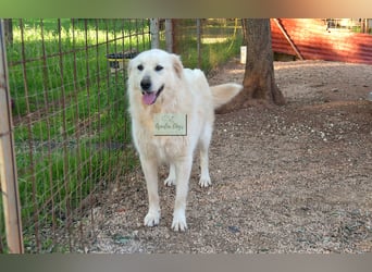 liebe Minka sucht noch ihr Zuhause