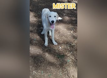 liebster Mister sucht sein Zuhause für immer