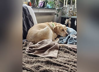 Nacho auf Pflegestelle in in 88273 Fronreute sucht sein Zuhause