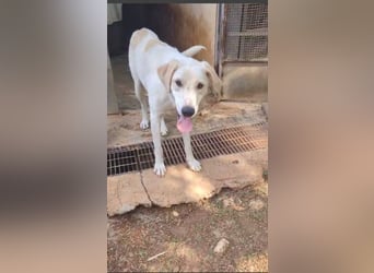 liebster Mister sucht sein Zuhause für immer