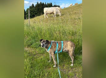Maya wartet in 88410 Bad Wurzach auf Pflegestelle auf ihr Zuhause