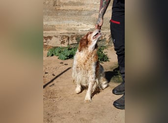lieber Cocker sucht sein Zuhause für immer