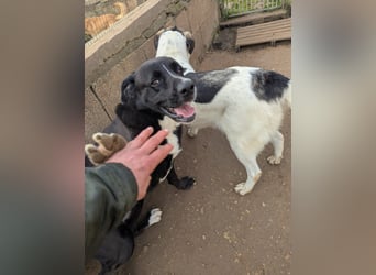 süße Yuma sucht nach ihrem Zuhause für immer