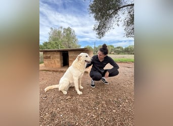 liebe Minka sucht noch ihr Zuhause