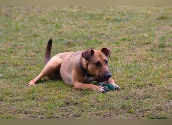 Brad auf Pflegestelle in 88273 Fronreute sucht sein Zuhause