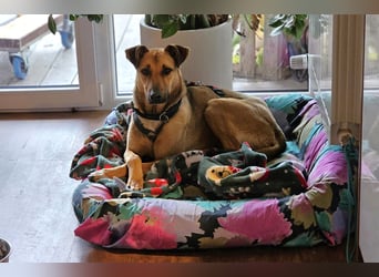 Brad auf Pflegestelle in 88273 Fronreute sucht sein Zuhause