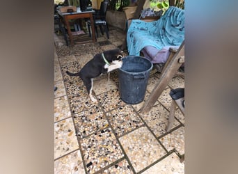 süßer Rocky sucht sein Zuhause für immer