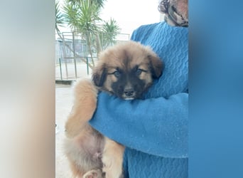 süßer Kalle sucht sein Zuhause