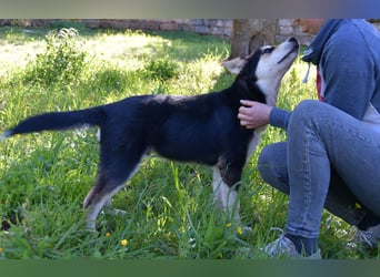 süßer Rocky sucht sein Zuhause für immer