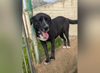 süße Yuma sucht nach ihrem Zuhause für immer