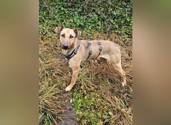 Brad auf Pflegestelle in 88273 Fronreute sucht sein Zuhause