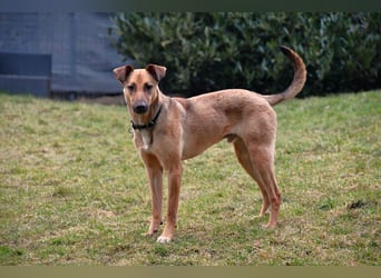 Brad auf Pflegestelle in 88273 Fronreute sucht sein Zuhause