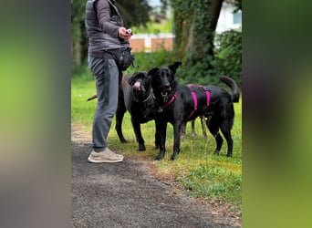 süße Zoe auf Pflegestelle in 72124 Pliezhausen sucht ihr Zuhause für immer