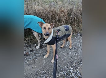 Brad auf Pflegestelle in 88273 Fronreute sucht sein Zuhause