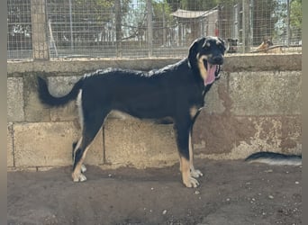 liebste Luisa sucht ihr Zuhause