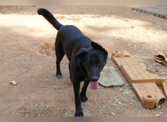 freundliche Zoe sucht ihr Zuhause für immer