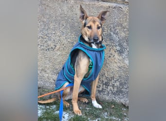 Bruce auf Pflegestelle in 01705 Freital sucht sein Zuhause für immer