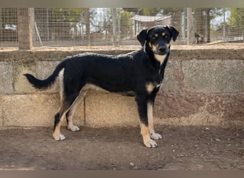 liebste Luisa sucht ihr Zuhause