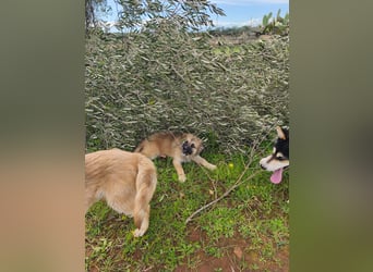 süßer Kalle sucht sein Zuhause