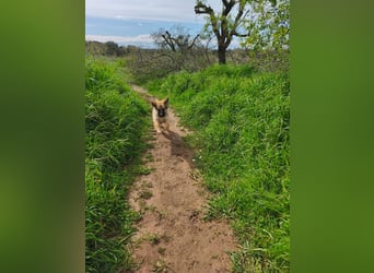 süßer Kalle sucht sein Zuhause