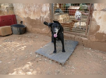 freundliche Zoe sucht ihr Zuhause für immer