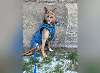 Bruce auf Pflegestelle in 01705 Freital sucht sein Zuhause für immer