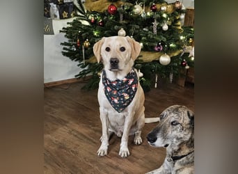 Nacho auf Pflegestelle in in 88273 Fronreute sucht sein Zuhause