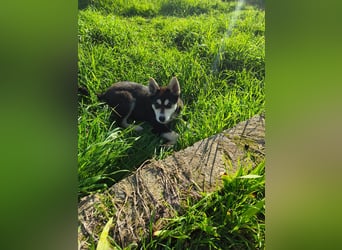 süßer Rocky sucht sein Zuhause für immer