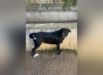 süße Yuma sucht nach ihrem Zuhause für immer