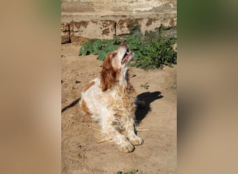 lieber Cocker sucht sein Zuhause für immer