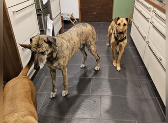 Brad auf Pflegestelle in 88273 Fronreute sucht sein Zuhause