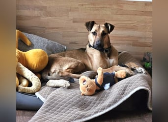 Brad auf Pflegestelle in 88273 Fronreute sucht sein Zuhause