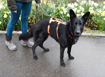 Barby auf Pflegestelle in 72488 Sigmaringen sucht ihr Zuhause