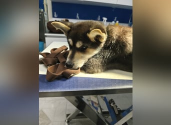 süßer Rocky sucht sein Zuhause für immer