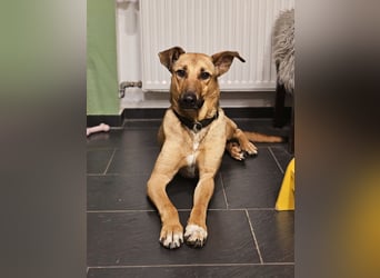 Brad auf Pflegestelle in 88273 Fronreute sucht sein Zuhause