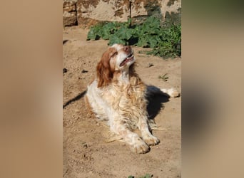 lieber Cocker sucht sein Zuhause für immer