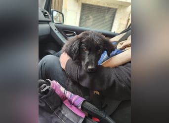 süßer Knut sucht sein Zuhause für immer