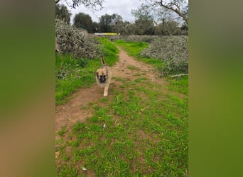 süßer Kalle sucht sein Zuhause