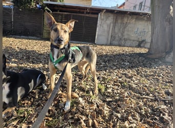 Bruce auf Pflegestelle in 01705 Freital sucht sein Zuhause für immer