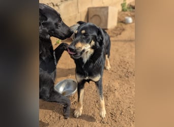 liebste Luisa sucht ihr Zuhause