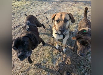 liebster Teodoro auf Pflegestelle in 72124 Pliezhausen sucht sein Zuhause