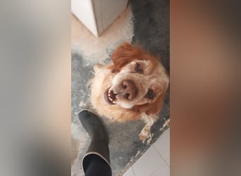 lieber Cocker sucht sein Zuhause für immer