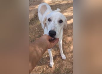 liebster Mister sucht sein Zuhause für immer