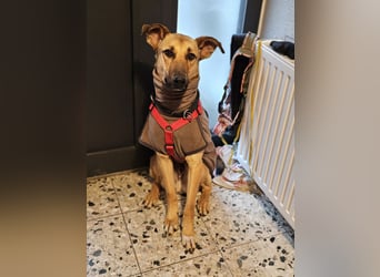 Brad auf Pflegestelle in 88273 Fronreute sucht sein Zuhause