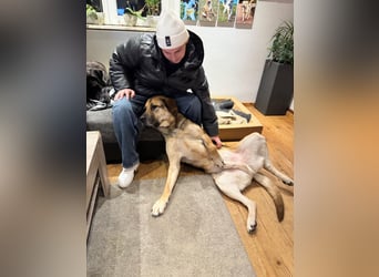 liebster Teodoro auf Pflegestelle in 72124 Pliezhausen sucht sein Zuhause