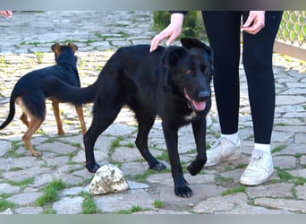 freundliche Zoe sucht ihr Zuhause für immer
